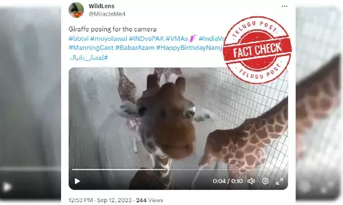 giraffe,giraffe posing, funny giraffe, giraffe in front of camera