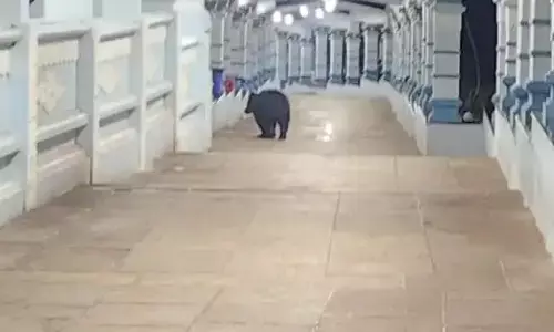 tirumala, divotees, walk way, bear