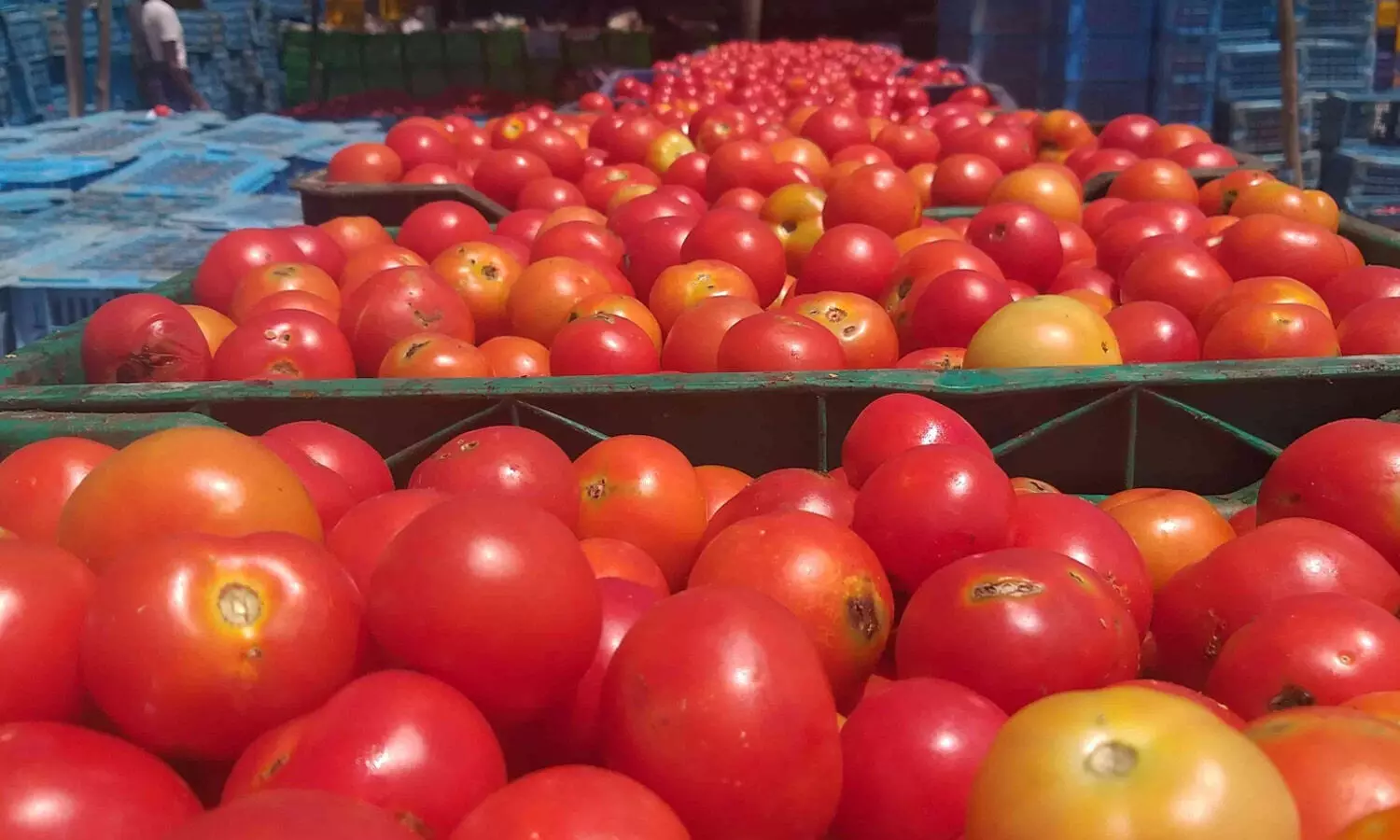 మళ్లీ పెరిగిన టమాటా ధరలు.. కిలో వంద రూపాయలకు పైగానే?