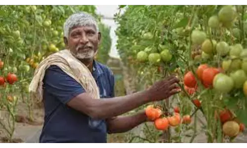 tomato, price, ten rupees, kg