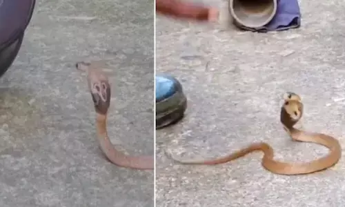 snakes, snake, helmet, snakeinhelmet, kerala