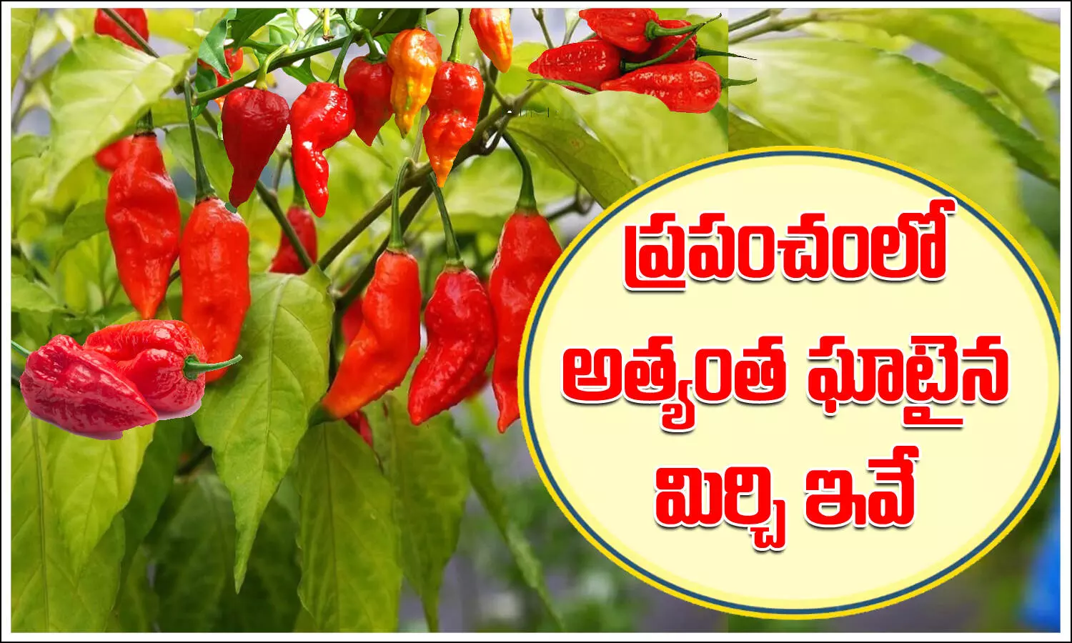 hottest chilli hottest chilli