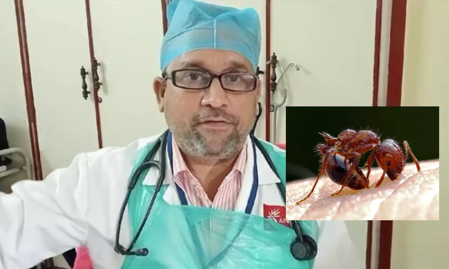 Ants, AntBites, redants, blackants, doctors