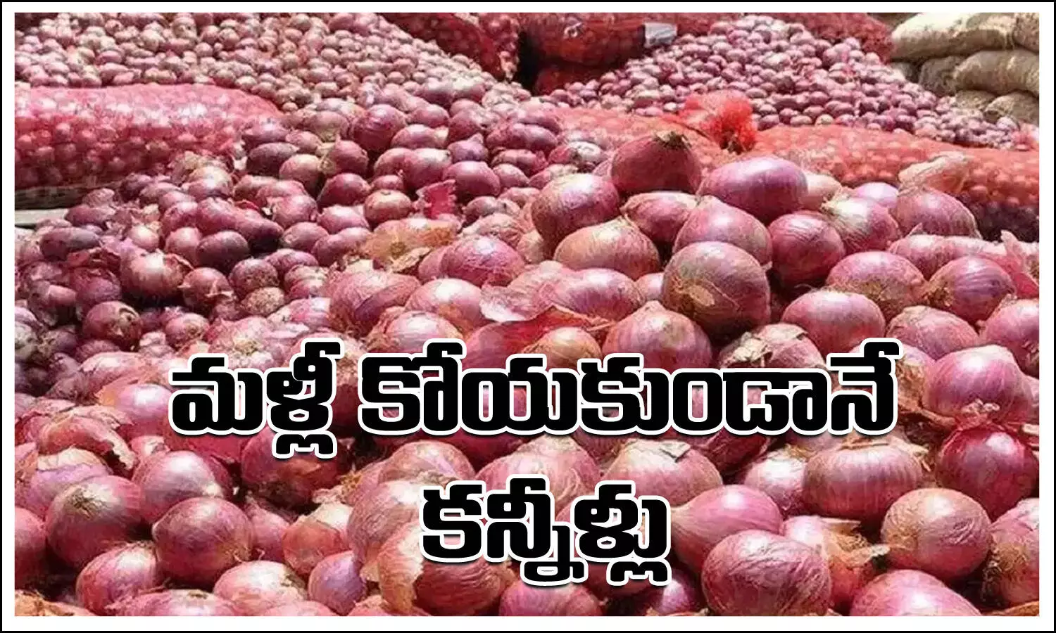 Onion Price