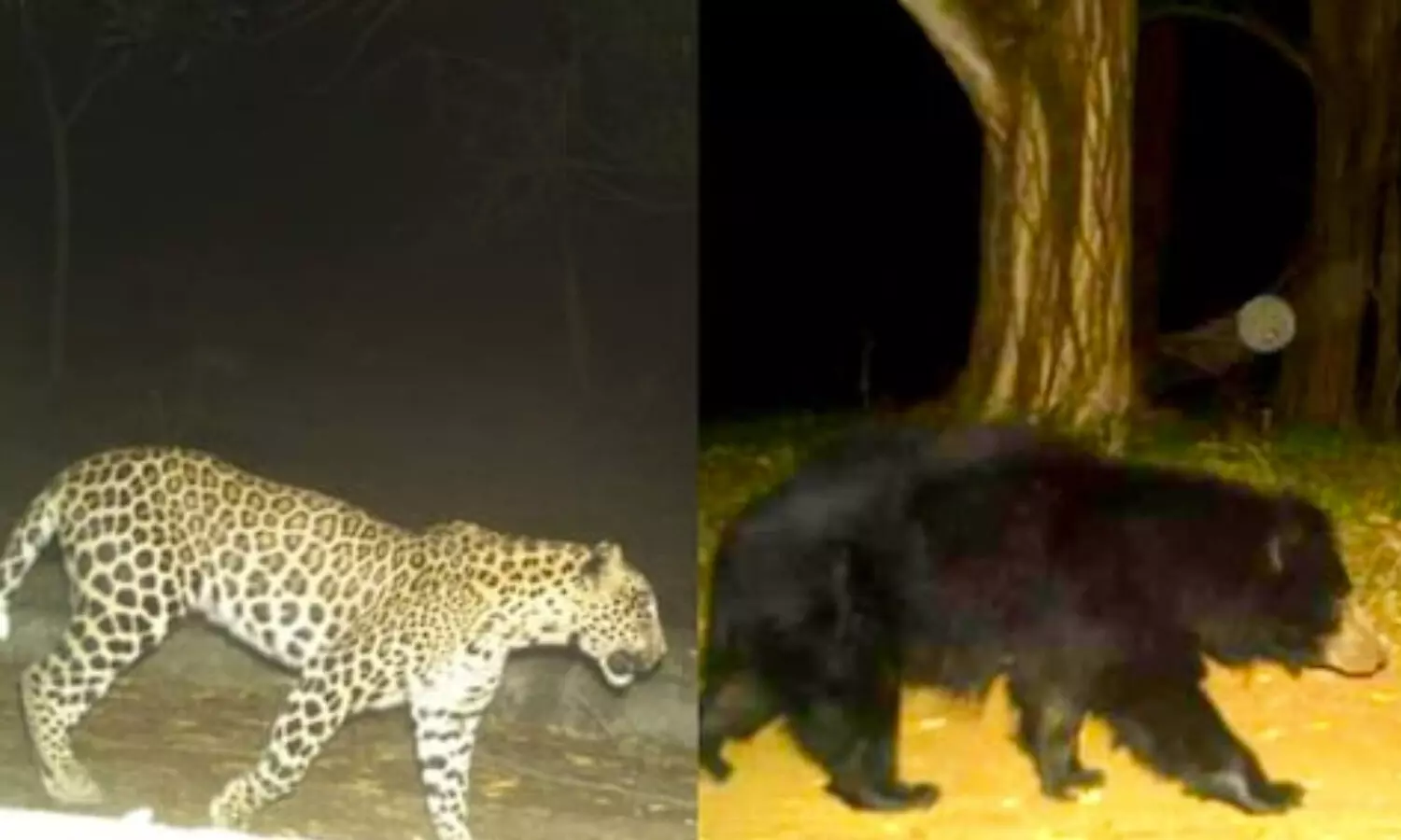 leopard, tirumala, tirupati, ttd, trapcameras