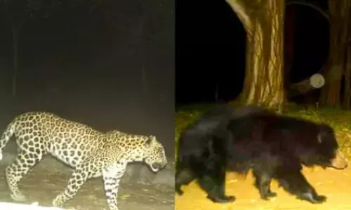 leopard, tirumala, tirupati, ttd, trapcameras