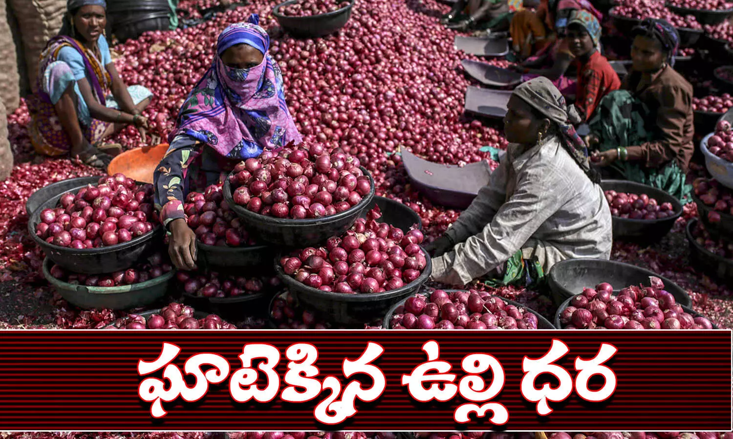 Onion price are raising, onion price