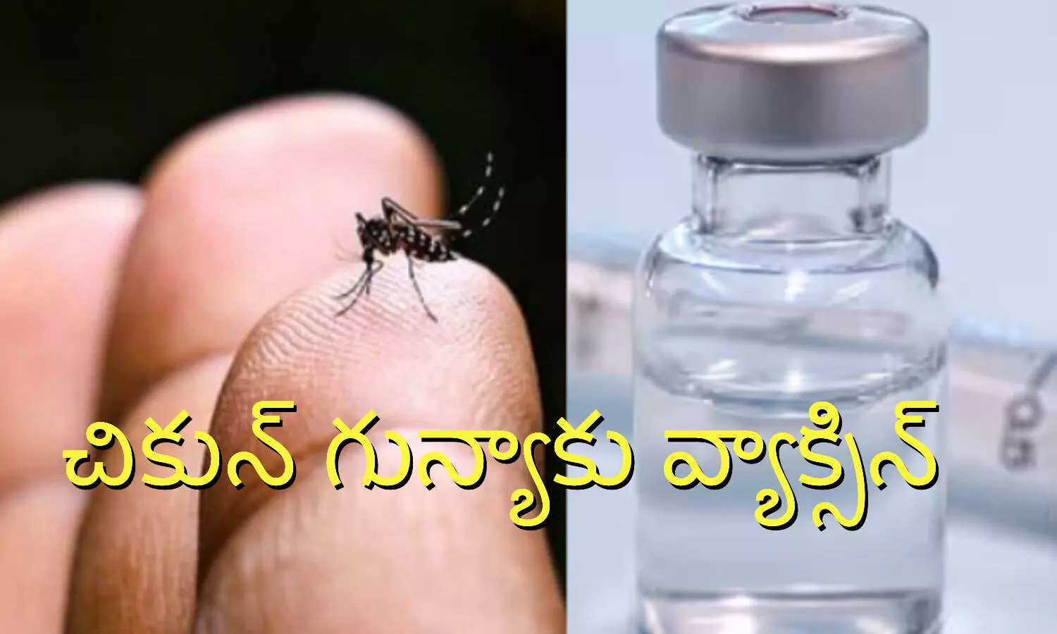 Chikungunya Virus, Vaccines, US Approves