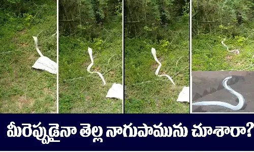 White Cobra, Coimbatore, Snake, Social Media, Tamil Nadu