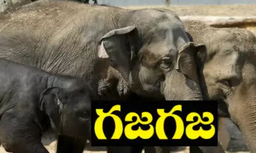 kuppam, chittoor, elephants, hosur