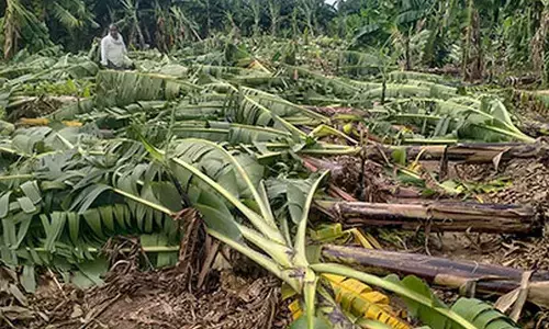 michaung cyclone, central team, damage, andhra pradesh, andhra news