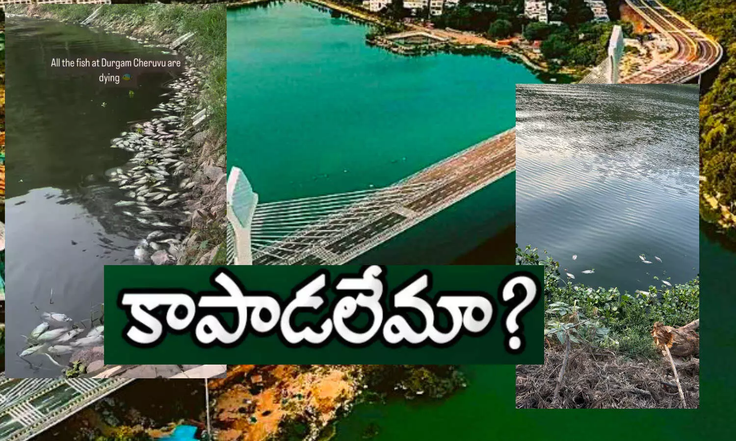 telangana, telangana high court, durgam cheruvu, durgam cheruvu fishes, hyderabad news telangana, telangana high court, durgam cheruvu, durgam cheruvu fishes, hyderabad news