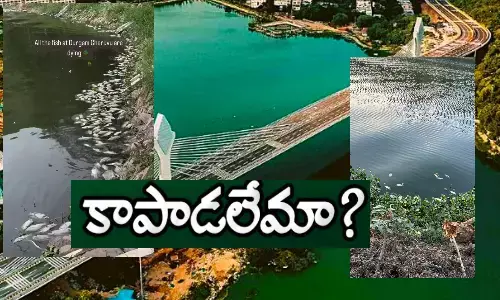 telangana, telangana high court, durgam cheruvu, durgam cheruvu fishes, hyderabad news