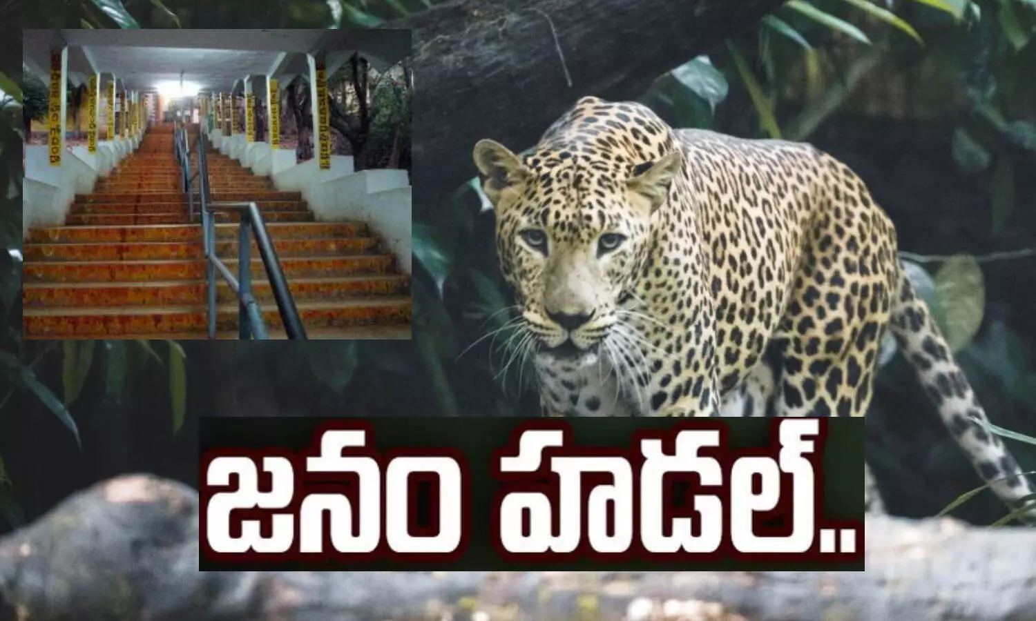tirumala, ttd, alipiri, tirumalatirupati, leopard near alipiri ttd officials on high alert, andhrapradesh