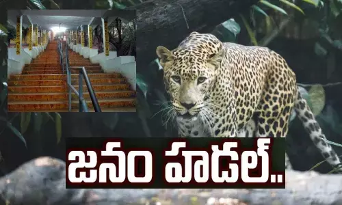 tirumala, ttd, alipiri, tirumalatirupati, leopard near alipiri ttd officials on high alert, andhrapradesh