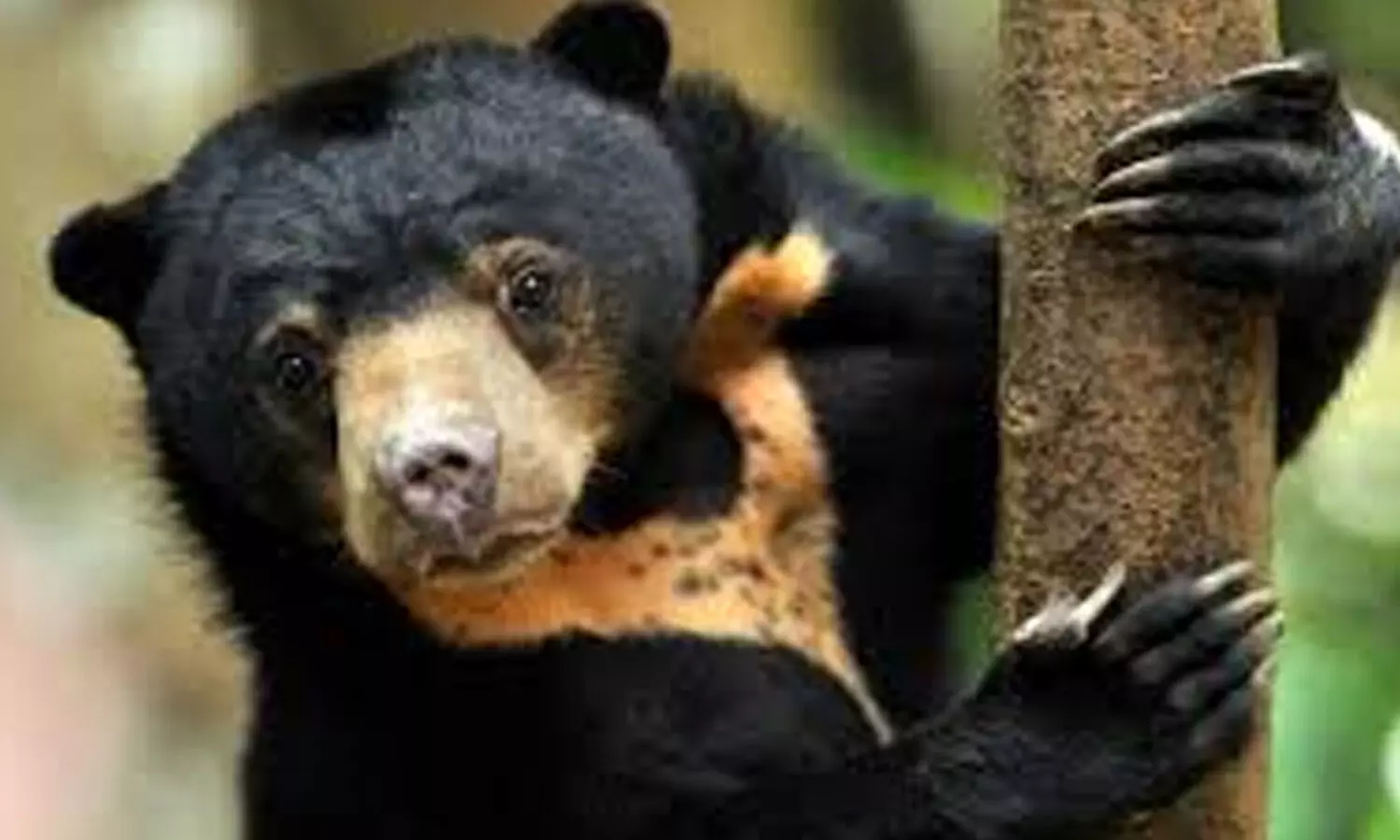 కల్యాణదుర్గంలో ఎలుగుబంటి కలకలం