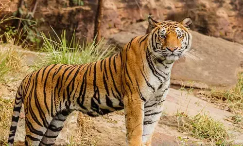 tiger, forest department, panic, eluru district