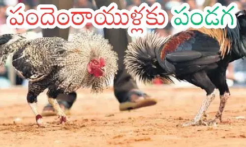 Sankranthi : పందెంకోళ్లు రెడీ.. ఎన్నికల ఏడాది కావడంతో ఇక కుమ్మేయండి బాసూ