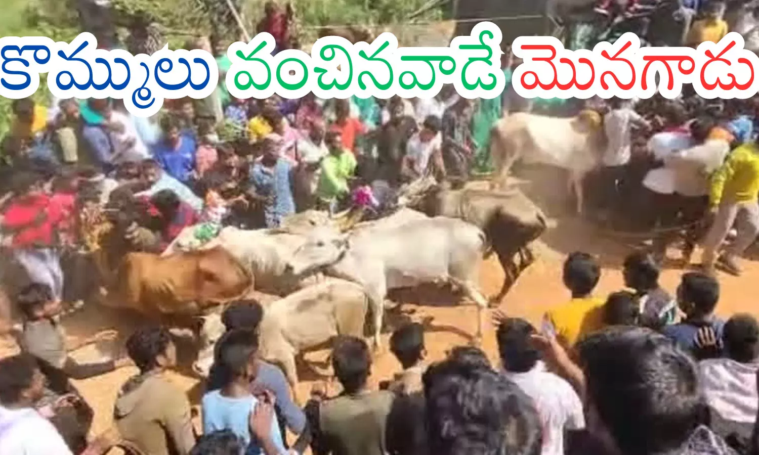 Jallikattu : రంగంపేట జల్లికట్టుకు జల్ది పోదాం.. పదండి.. అక్కడ ఏం జరుగుతుందో మీకైమైనా తెలుసా?