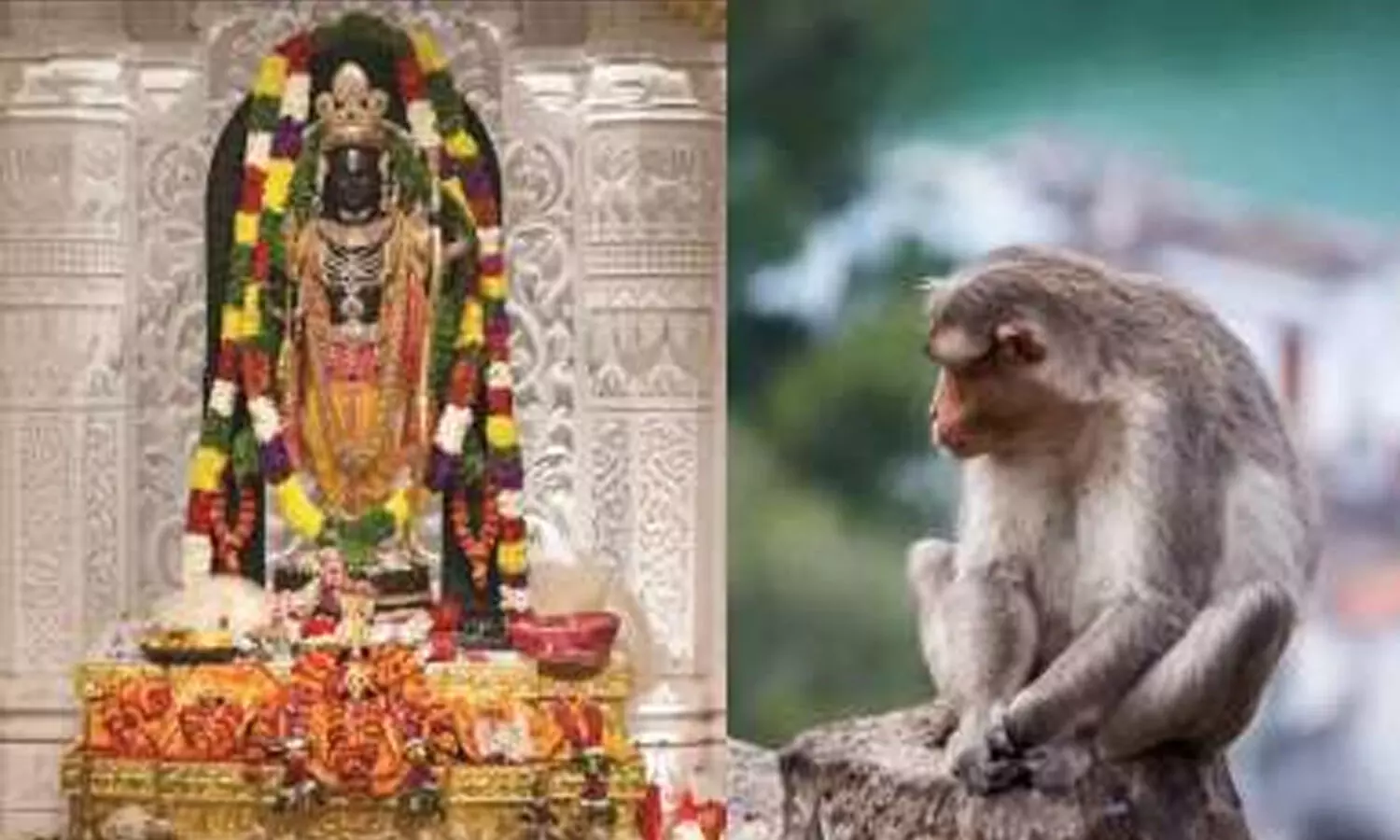 Ayodhya : రామమందిరంలోకి వానరం.. భక్తులంతా తన్మయత్వంతో