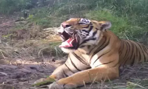 Tiger : ఒకటి కాదు... రెండు పులులట.. భయపడుతున్న జనం