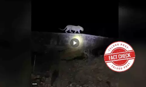 Viral video showing a leopard moving in the night,  leopard, odisha, Bengaluru University, Bhubaneswar
