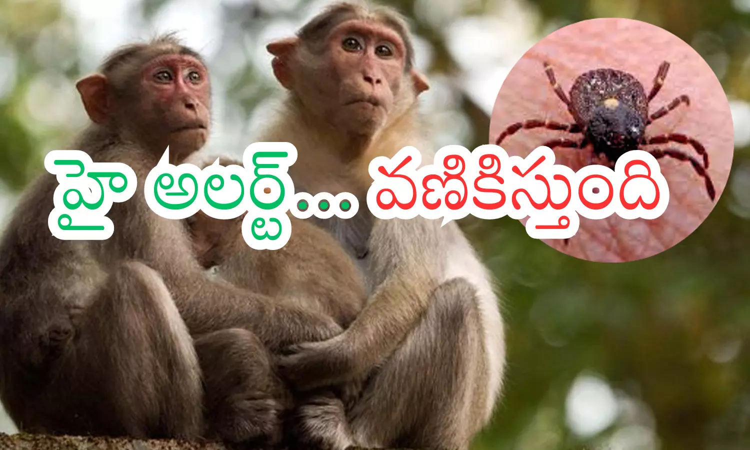 Monkey Fever : కర్ణాటకకు మంకీ ఫీవర్ .. ఇప్పటికే ఇద్దరు మృతి Monkey Fever : కర్ణాటకకు మంకీ ఫీవర్ .. ఇప్పటికే ఇద్దరు మృతి