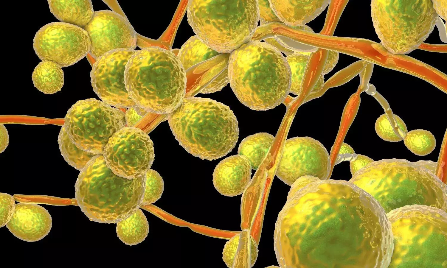 Candida Auris : కలవరం రేపుతున్న క్యాండిడా ఆరిస్ .. అమెరికాతో పాటు నలభై దేశాల్లో