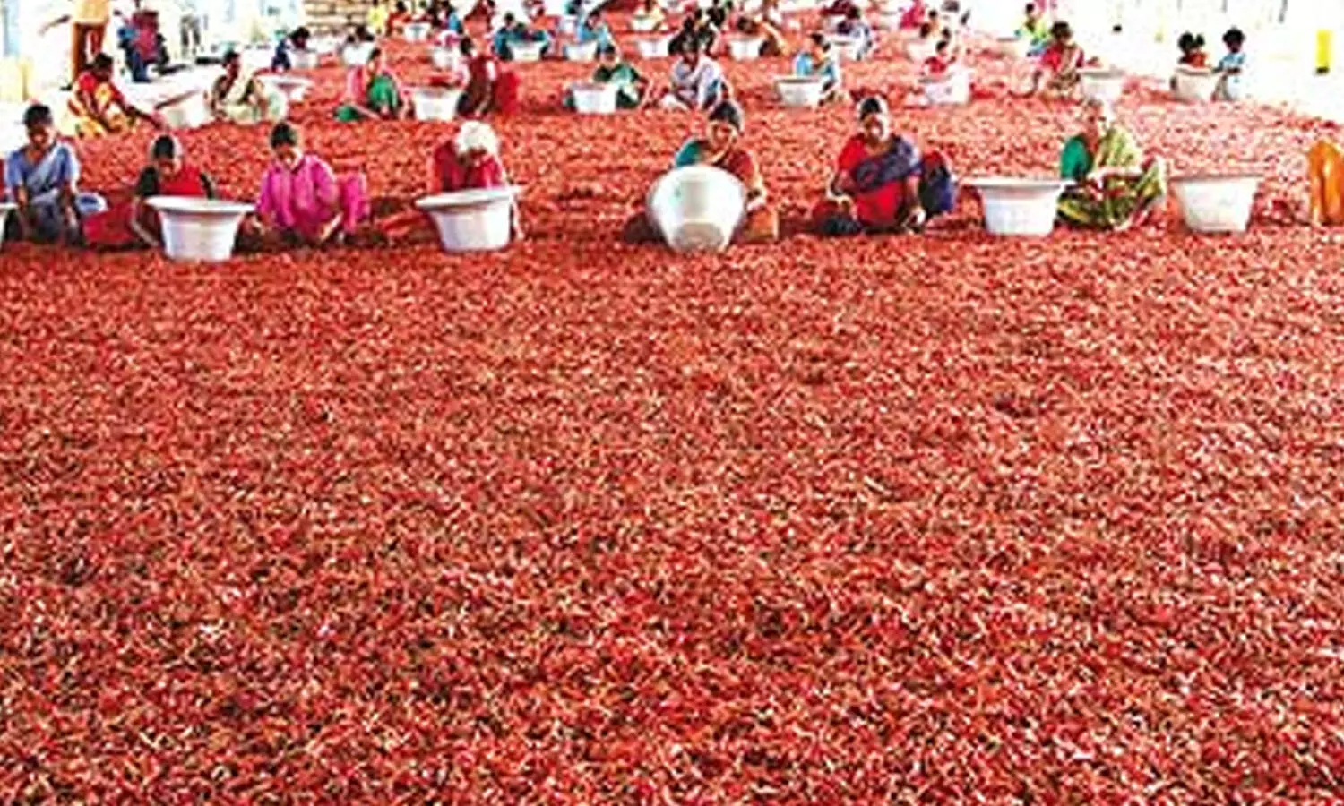 దారుణంగా పడిపోయిన మిర్చి ధరలు