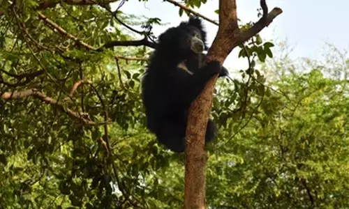 వరంగల్ - కరీంనగర్ రహదారిపై ఎలుగుబంటి
