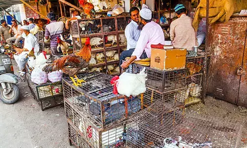 మూడు నెలలు చికెన్ దుకాణాలు బంద్ చేయండి.. చికెన్ తింటే అంతేనట