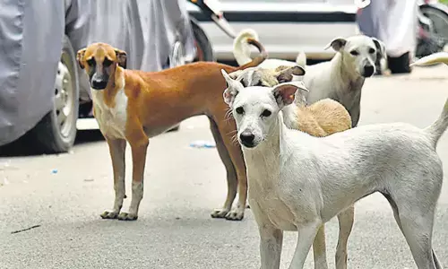 keynes,  stray dogs, four-year-old, ibrahimpatnam mandal