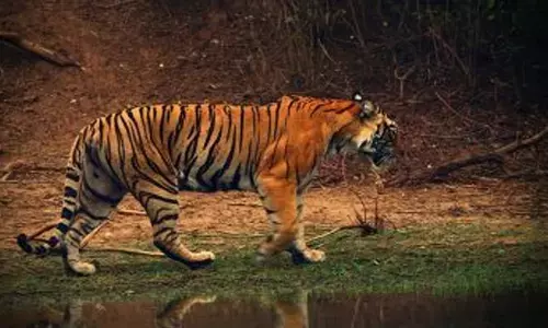 Tiger : అల్లదిగో పులి.. ఇవిగో పాదముద్రలు