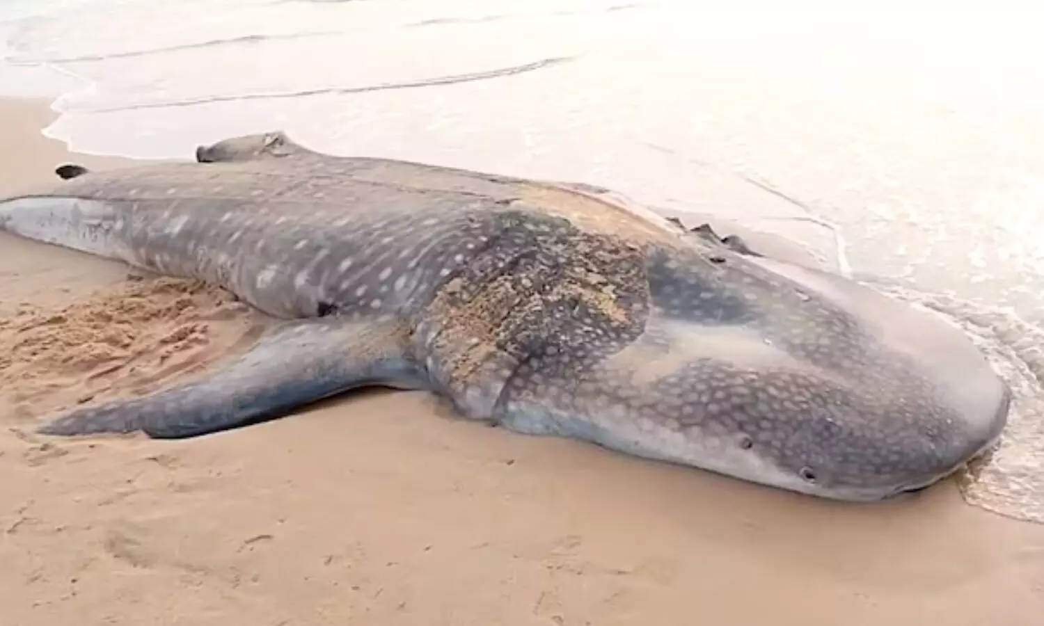 శ్రీకాకుళం బీచ్ లో కనిపించింది ఏంటంటే? శ్రీకాకుళం బీచ్ లో కనిపించింది ఏంటంటే?