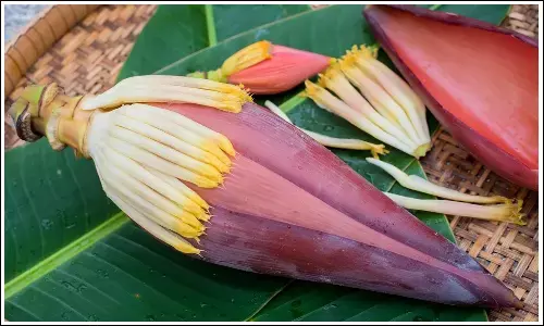 Banana Flower