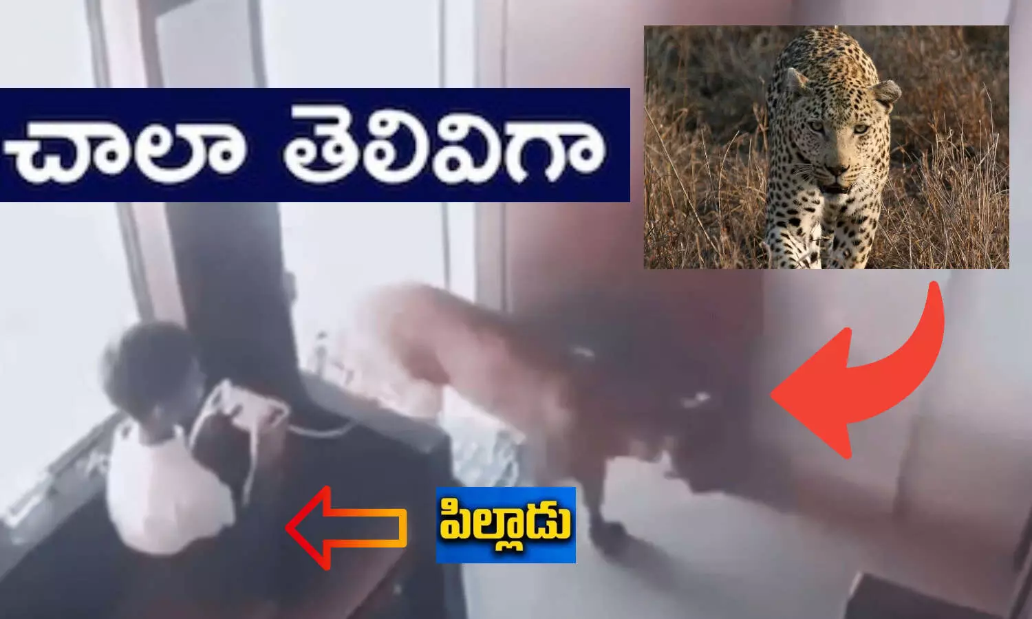 Maharashtra, Leopard, LeopardEncounter, Presence Of Mind