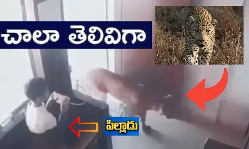 Maharashtra, Leopard, LeopardEncounter, Presence Of Mind