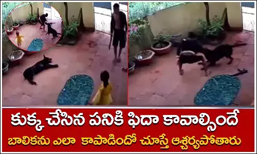 Viral Video, Dog plays, Dog, Girl, Socila Media, Viral video