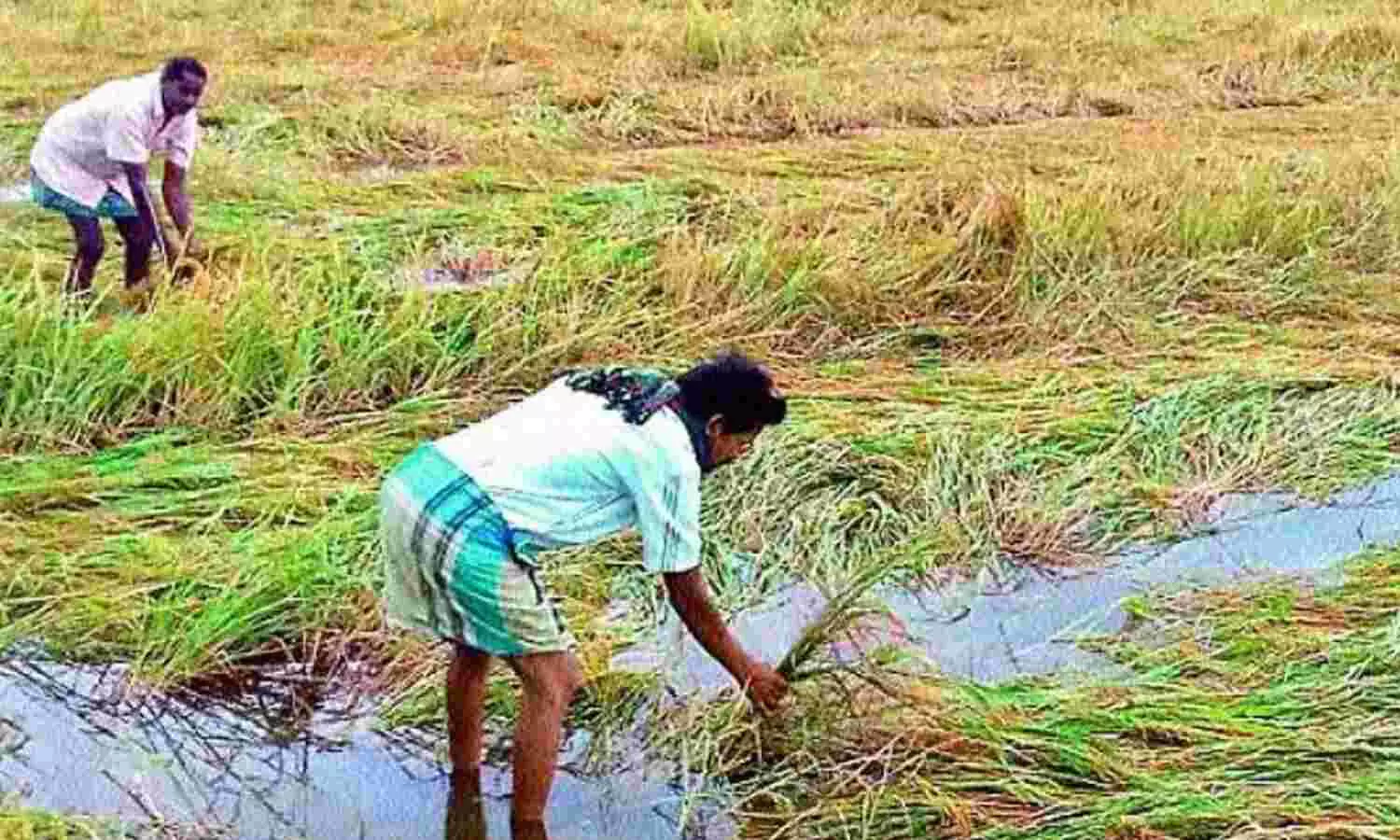 Telangana : నేటి నుంచి పంటనష్టం అంచనా