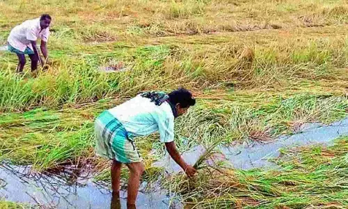 Telangana : నేటి నుంచి పంటనష్టం అంచనా