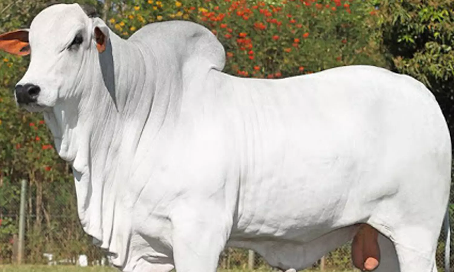 ఈ ఆవు ఖరీదు నలభై కోట్లు.. ఎగరేసుకుపోయారు..ఏంటీ  దీని  స్పెషల్?