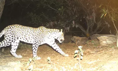 Tirumala :  తిరుమలలో మళ్లీ చిరుత కలకలం