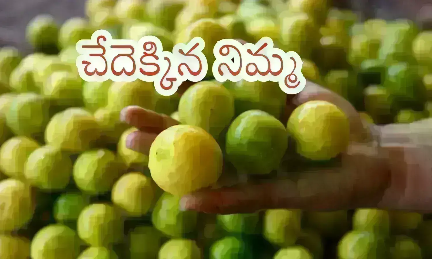 Lemon Rates : నిమ్మకాయలు రేటు చూస్తే షాక్ తినాల్సిందే... రెండు రోజుల్లోనే ధరలు అంత పెరిగాయా?