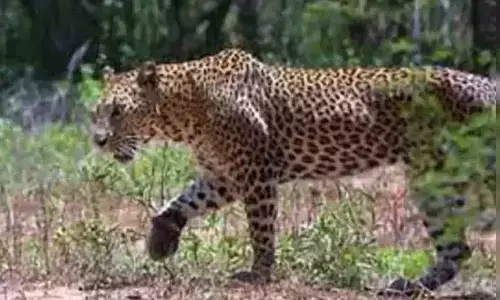 నాగర్ కర్నూలు జిల్లాలో మళ్లీ చిరుత కలకలం