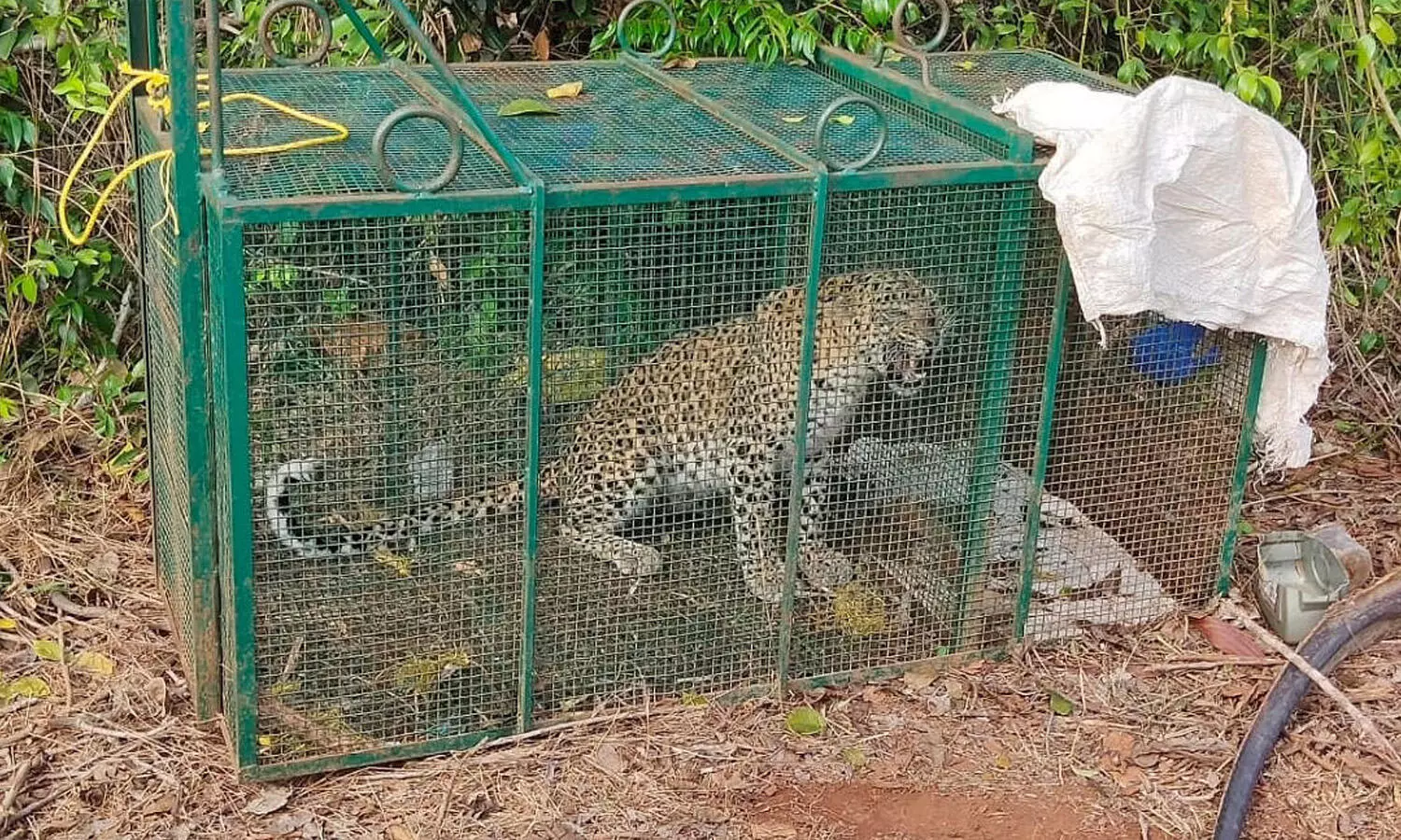 ఆపరేషన్ చిరుత సక్సెస్.. బోనులో  చిక్కిన క్రూరమృగం