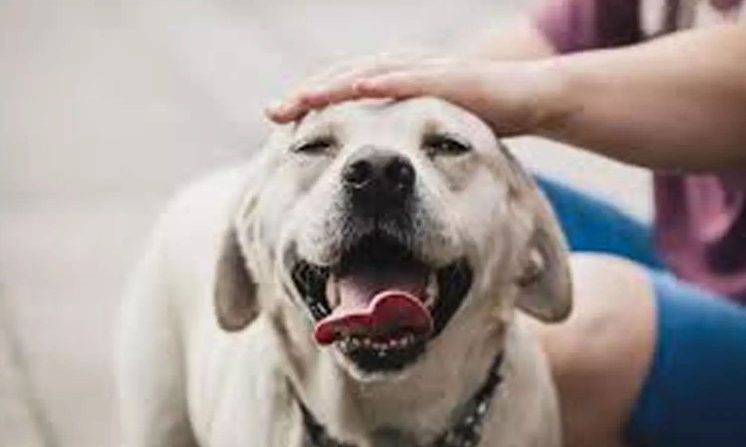 బాలుడిని చంపేసిందని పెంపుడు కుక్కను చంపిన కుటుంబ సభ్యులు