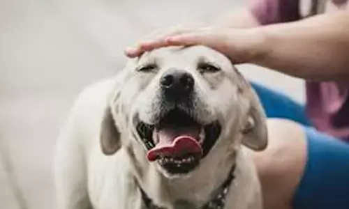 బాలుడిని చంపేసిందని పెంపుడు కుక్కను చంపిన కుటుంబ సభ్యులు