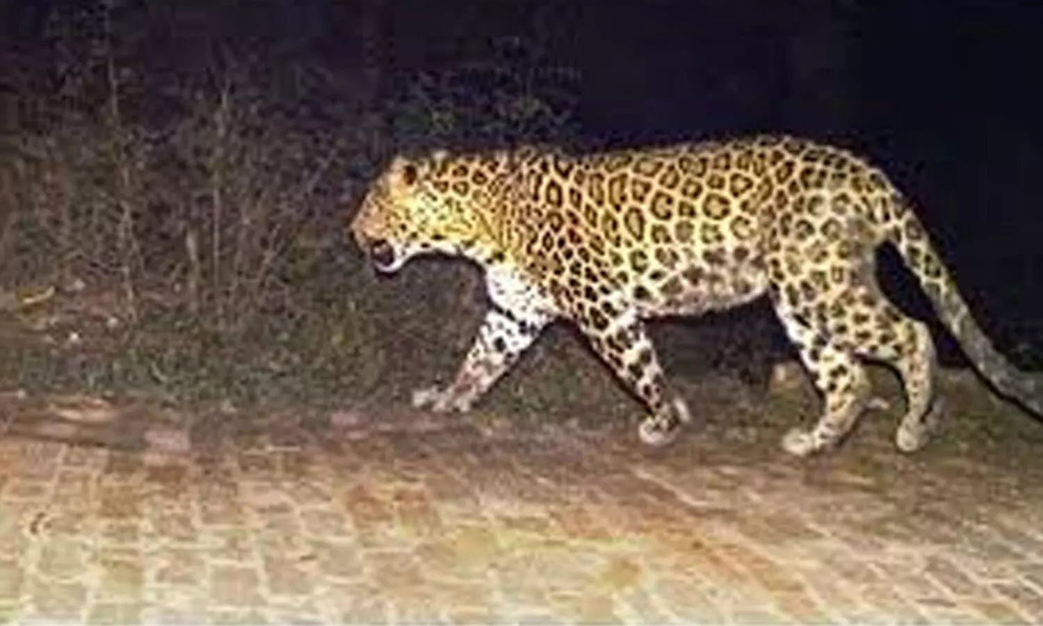 Tirumala : నడకదారిలో రెండు చిరుతలు.. భక్తులలో ఆందోళన