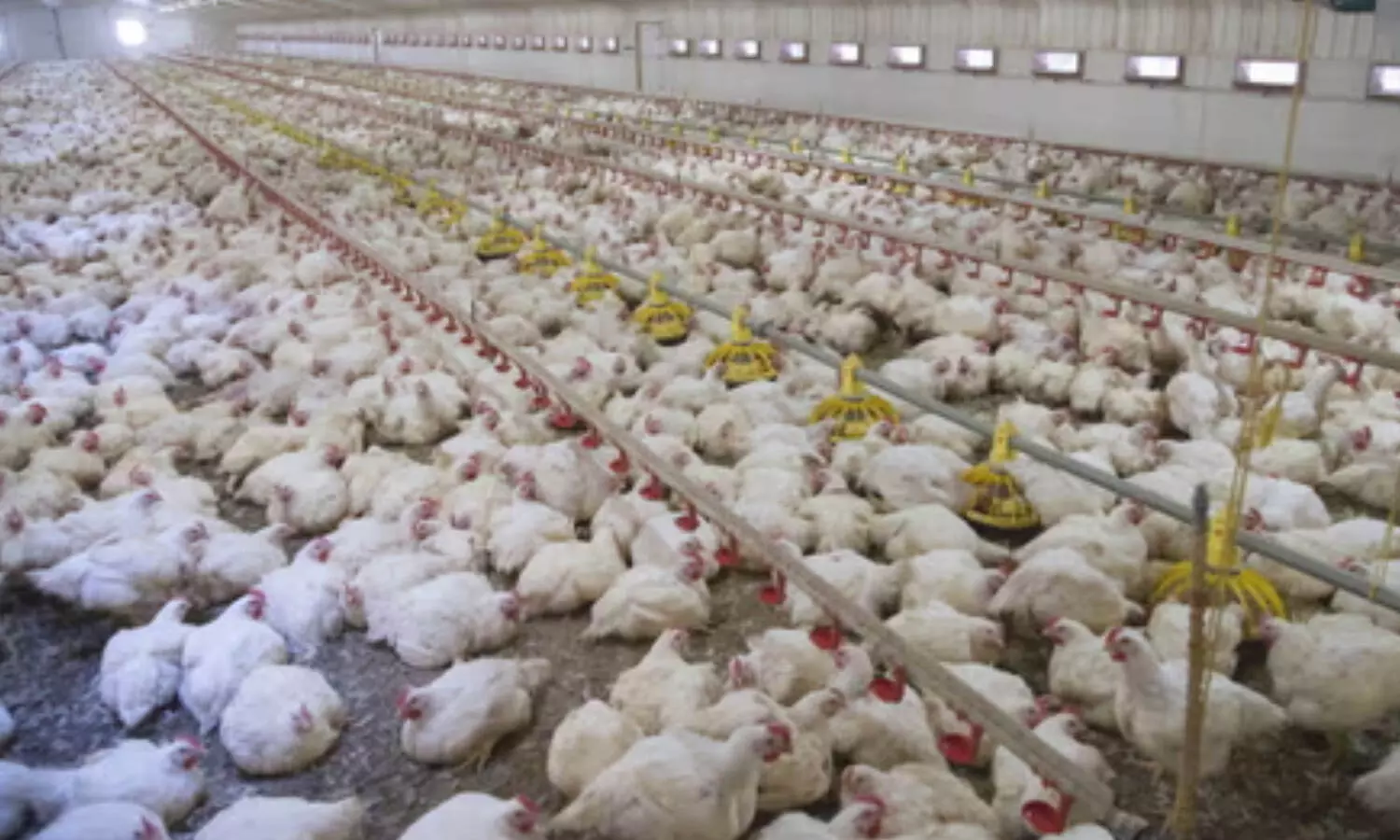 ముంచుకొస్తున్న ఏవియన్ ఫ్లూ