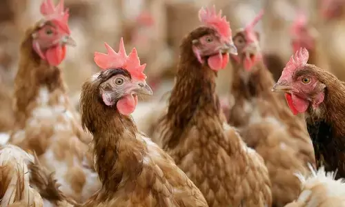 బర్డ్‌ ఫ్లూ ప్రమాదం పొంచి ఉంది.. హై అలర్ట్